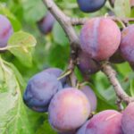 Pflaumenbaum: die richtige Sorte wählen?