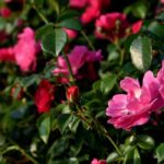 Natürlich gärtnern mit Wild- und Botanischen Rosen