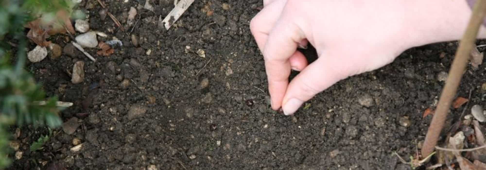 Gemüse und Blumen selbst aussäen: clever sparen!