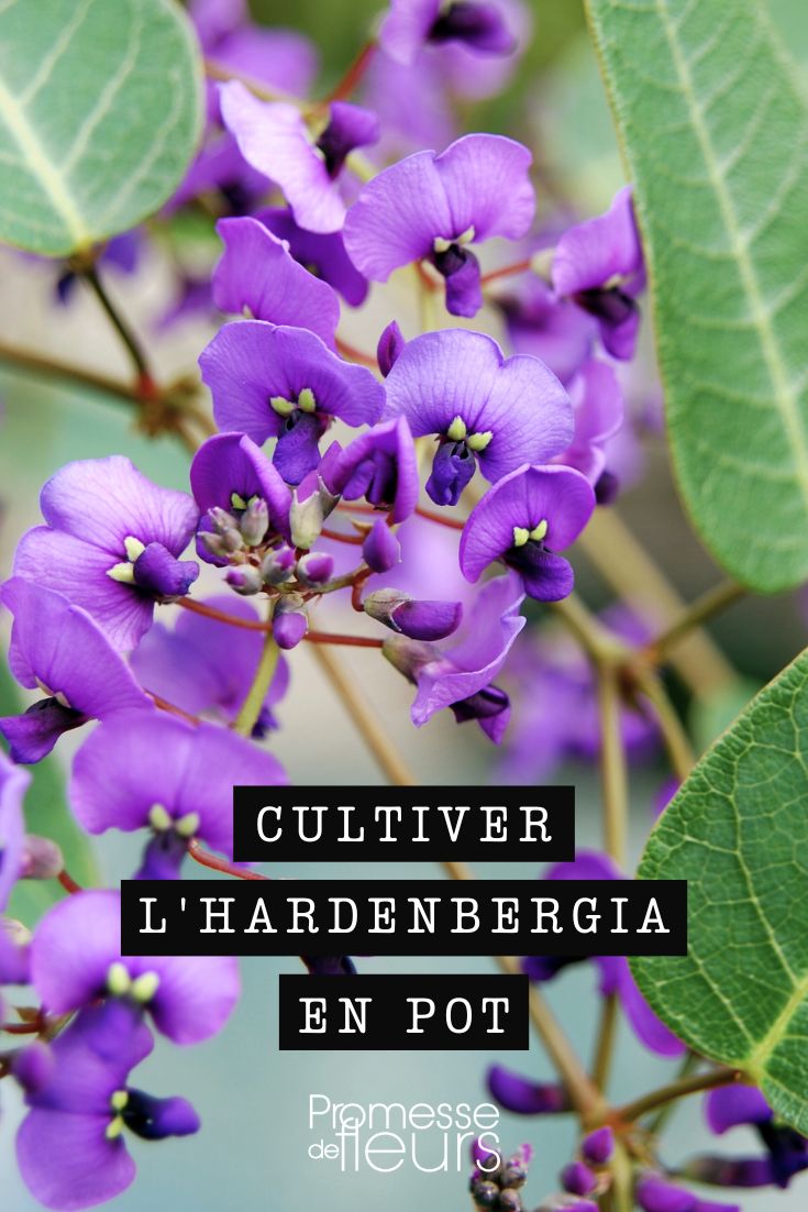 Hardenbergia-Blüten