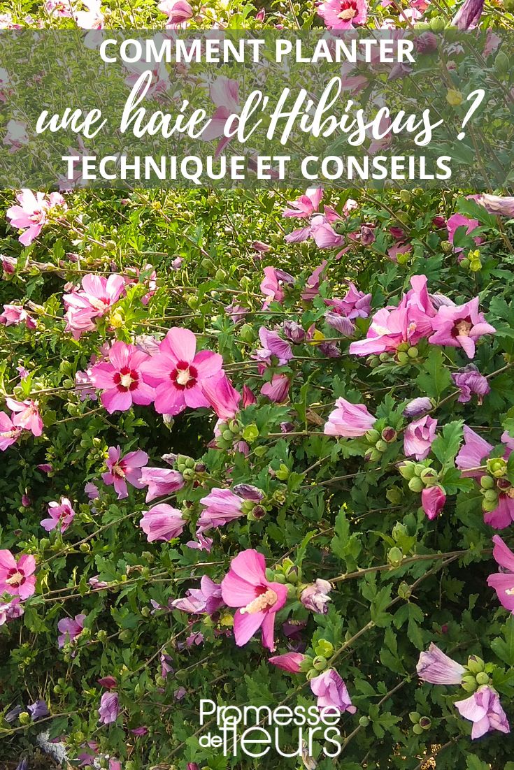 Pflanzung einer Hecke mit Hibiscus syriacus (Garteneibisch)

Hibiscus syriacus, auch bekannt als Garteneibisch oder Althea, ist eine ausgezeichnete Wahl für eine blühende Hecke. Diese robuste und pflegeleichte Pflanze bringt von Sommer bis Herbst eine Fülle von trompetenförmigen Blüten hervor.

<h2>Standort und Boden</h2>
Der Garteneibisch gedeiht am besten an einem sonnigen Standort, verträgt aber auch Halbschatten. Der Boden sollte gut durchlässig, humusreich und leicht sauer bis neutral sein.

<h2>Pflanzanleitung</h2>
<ol>
<li><strong>Pflanzzeit</strong>: Ideal ist der Herbst oder das zeitige Frühjahr</li>
<li><strong>Pflanzabstand</strong>: Für eine dichte Hecke 80-100 cm zwischen den Pflanzen einhalten</li>
<li><strong>Pflanzloch</strong>: Doppelt so groß wie der Wurzelballen ausheben</li>
<li><strong>Pflanzung</strong>: Wurzelballen vor dem Pflanzen wässern, Pflanze einsetzen und mit Erde auffüllen</li>
<li><strong>Angießen</strong>: Gründlich wässern nach der Pflanzung</li>
</ol>

<h2>Pflegetipps</h2>
<ul>
<li>Regelmäßig gießen, besonders in Trockenperioden</li>
<li>Im Frühjahr mit Kompost oder Langzeitdünger versorgen</li>
<li>Jährlicher Rückschnitt fördert die Blütenbildung</li>
<li>Winterhart bis etwa -20°C</li>
</ul>

Mit seiner langen Blütezeit und der Anpassungsfähigkeit ist der Hibiscus syriacus eine wunderbare Bereicherung für jeden Garten. Die Hecke bietet nicht nur Sichtschutz, sondern auch eine wertvolle Nahrungsquelle für Bienen und Schmetterlinge.