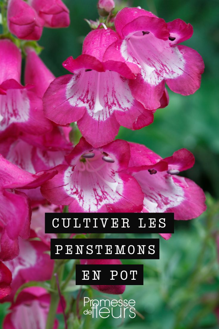 Penstemon 'Galane' im Topf