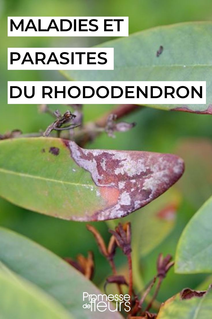 Einen Rhododendron pflegen  

Rhododendren sind wunderschöne, immergrüne Sträucher, die mit ihrer üppigen Blütenpracht jeden Garten bereichern. Damit sie optimal gedeihen, sind einige Pflegemaßnahmen entscheidend.  

**Standort & Boden**  
Rhododendren bevorzugen halbschattige Standorte und einen sauren, humusreichen Boden (pH-Wert 4,5–5,5). Bei kalkhaltigem Boden empfiehlt sich das Anlegen eines Moorbeets oder die Pflanzung in spezielle Rhododendron-Erde.  

**Gießen**  
Halten Sie den Boden stets leicht feucht, aber vermeiden Sie Staunässe. Ideal ist kalkarmes Wasser (z. B. Regenwasser). Besonders vor dem Winter ist ausreichende Bewässerung wichtig, um Frosttrocknis vorzubeugen.  

**Düngen**  
Düngen Sie im Frühjahr mit einem speziellen Rhododendron-Dünger oder organischem Material wie Kompost oder Hornspänen. Vermeiden Sie chlorhaltige Düngemittel.  

**Schnitt**  
Ein regelmäßiger Schnitt ist meist nicht nötig. Verblühte Blütenstände können vorsichtig ausgebrochen werden, um die Knospenbildung für das nächste Jahr zu fördern. Bei Bedarf (z. B. Verjüngung) im Frühjahr schneiden.  

**Schädlinge & Krankheiten**  
Achten Sie auf Rhododendronzikaden (Überträger der Knospenbräune) oder Wurzelfäule bei Staunässe. Bei Befall helfen biologische Mittel oder gezielte Pflegemaßnahmen.  

**Wintervorbereitung**  
In rauen Lagen schützt eine Mulchschicht aus Laub oder Rinde die Wurzeln vor Frost. Kübelpflanzen sollten frostfrei überwintert werden.  

Mit der richtigen Pflege belohnt Ihr Rhododendron Sie jedes Jahr mit einer spektakulären Blütenfülle! ????
