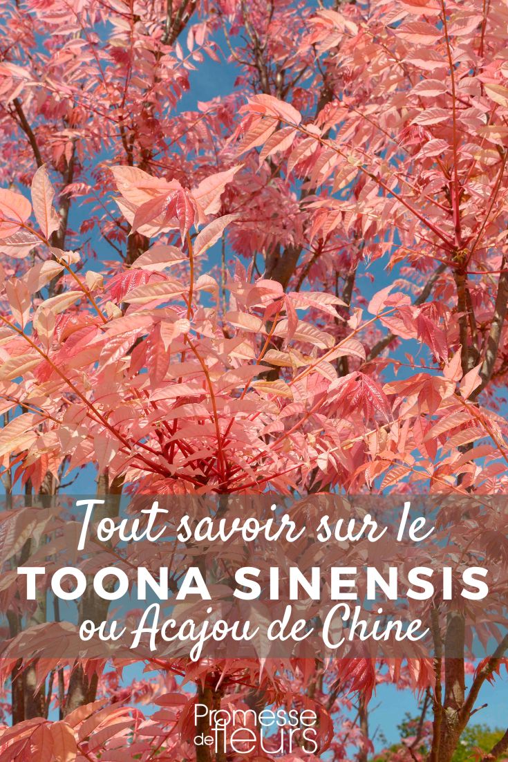 Toona sinensis oder Chinesischer Mahagoni: Pflanzen und Pflegen