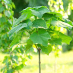 Blauglockenbaum pflanzen?