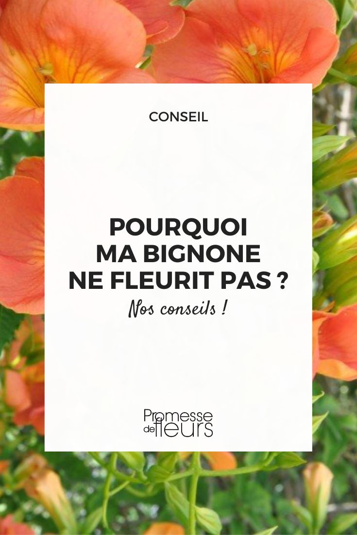 Hier ist die Übersetzung des Begriffs "campsis" ins Deutsche:

**Trompetenblume** oder **Klettertrompete**

(Anmerkung: "Campsis" ist der botanische Gattungsname, der im Deutschen meist mit "Trompetenblume" übersetzt wird. Es handelt sich um eine Kletterpflanze mit auffälligen trompetenförmigen Blüten.)