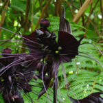 Tacca: Pflanzen, Pflege, Standort