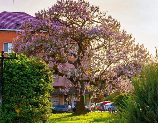 Paulownia schneiden?