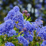 Trend: Garten mit Indigoblau verschönern