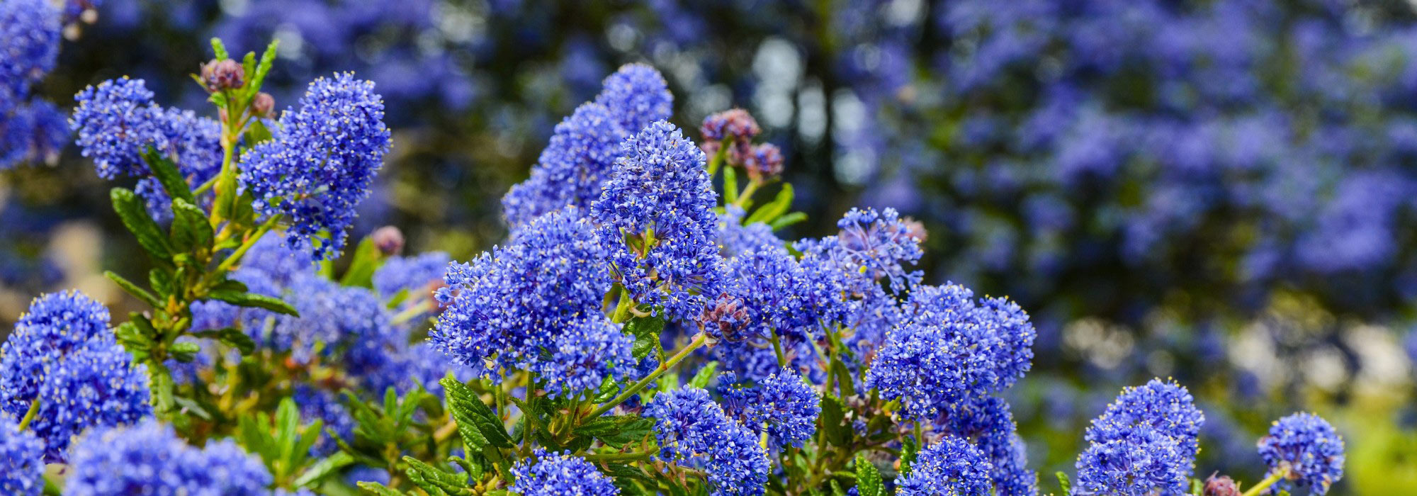 Trend: Garten mit Indigoblau verschönern