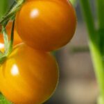 F1-Tomaten: 9 Top-Sorten für köstliche Ernten