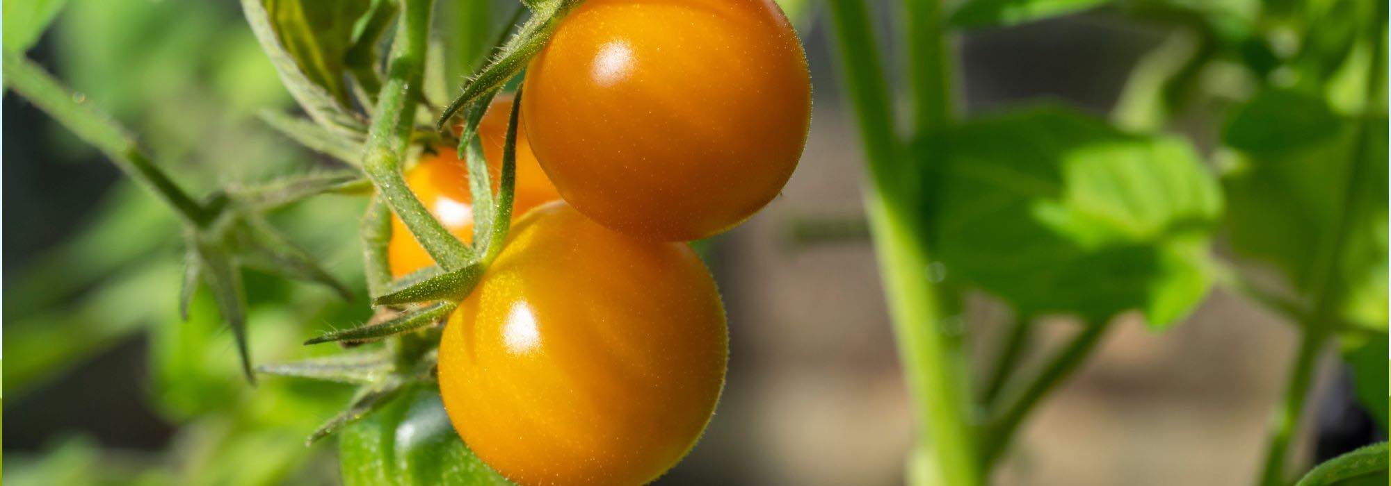 F1-Tomaten: 9 Top-Sorten für köstliche Ernten