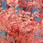 Toona sinensis pflanzen & kultivieren