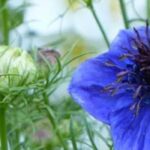 5 einjährige Pflanzen für einen blühenden Frühlingsgarten