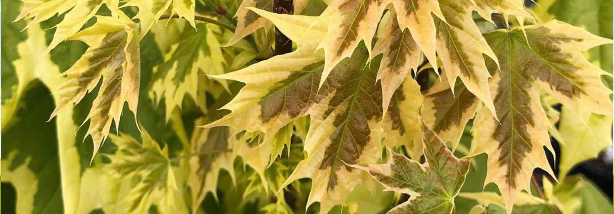 7 Bäume mit panaschiertem Laub für strahlenden Garten