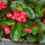 Begonie im Topf: üppige Blüte