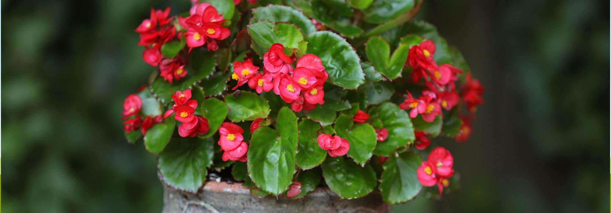 Begonie im Topf: üppige Blüte