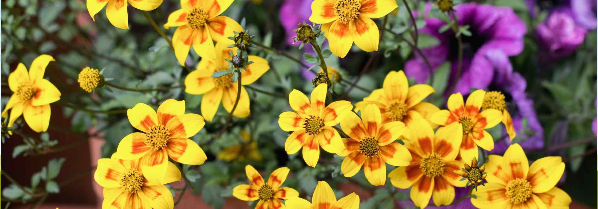 Zweizahn im Topf: leuchtende Blüten