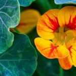 Große Kapuzinerkresse im Topf: üppige Blüte!