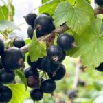 Schwarze Johannisbeere: ideale Sorte wählen