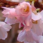 Zierkirschbaum wählen: die richtige Sorte?