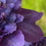7 gefüllte Waldreben für spektakuläre Blüten