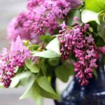 Duftflieder: Blüte für betörende Sträuße erzwingen