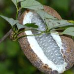Akebie mit essbaren Früchten: unbekannter Schatz
