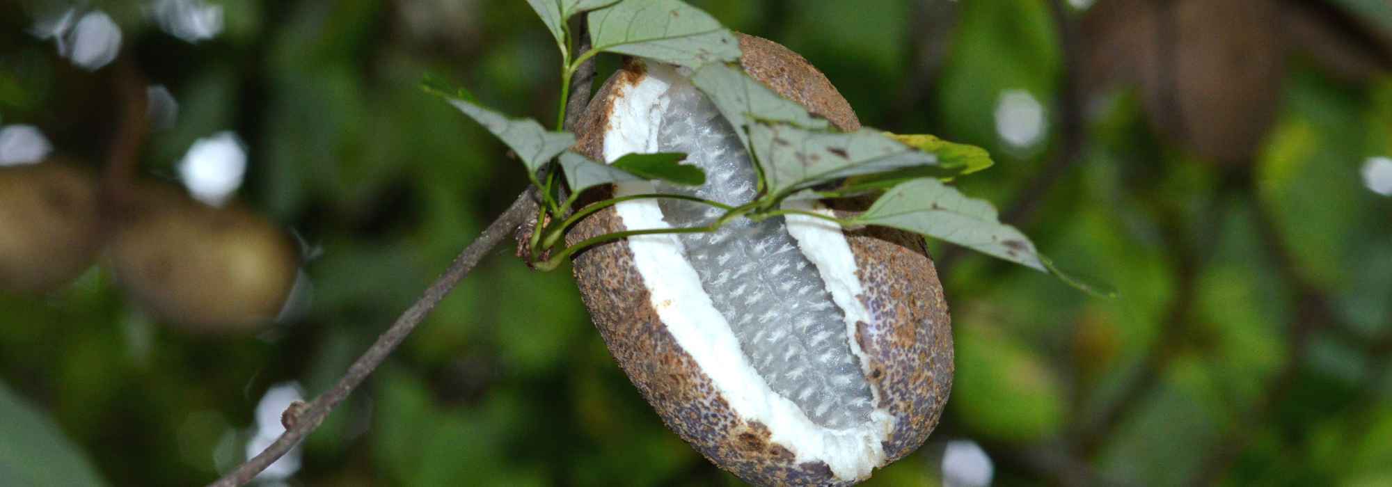 Akebie mit essbaren Früchten: unbekannter Schatz