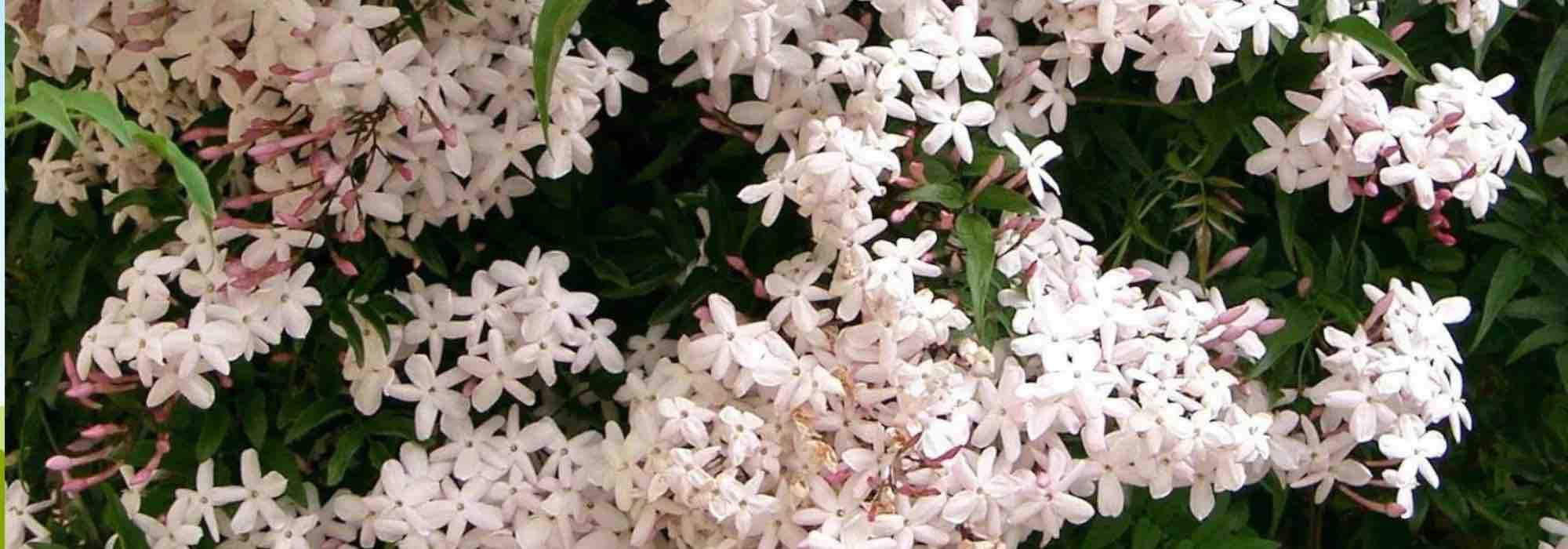 Duftender Jasmin: betörende Düfte!
