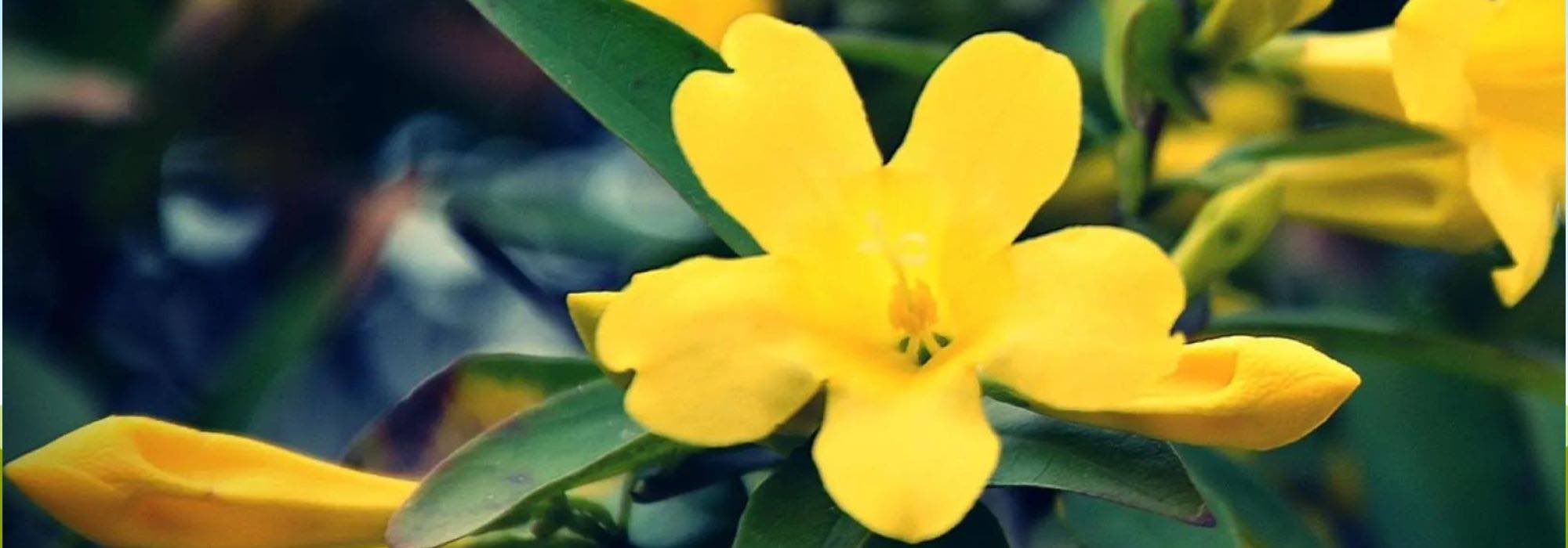 Die 5 winterhärtesten Jasminsorten