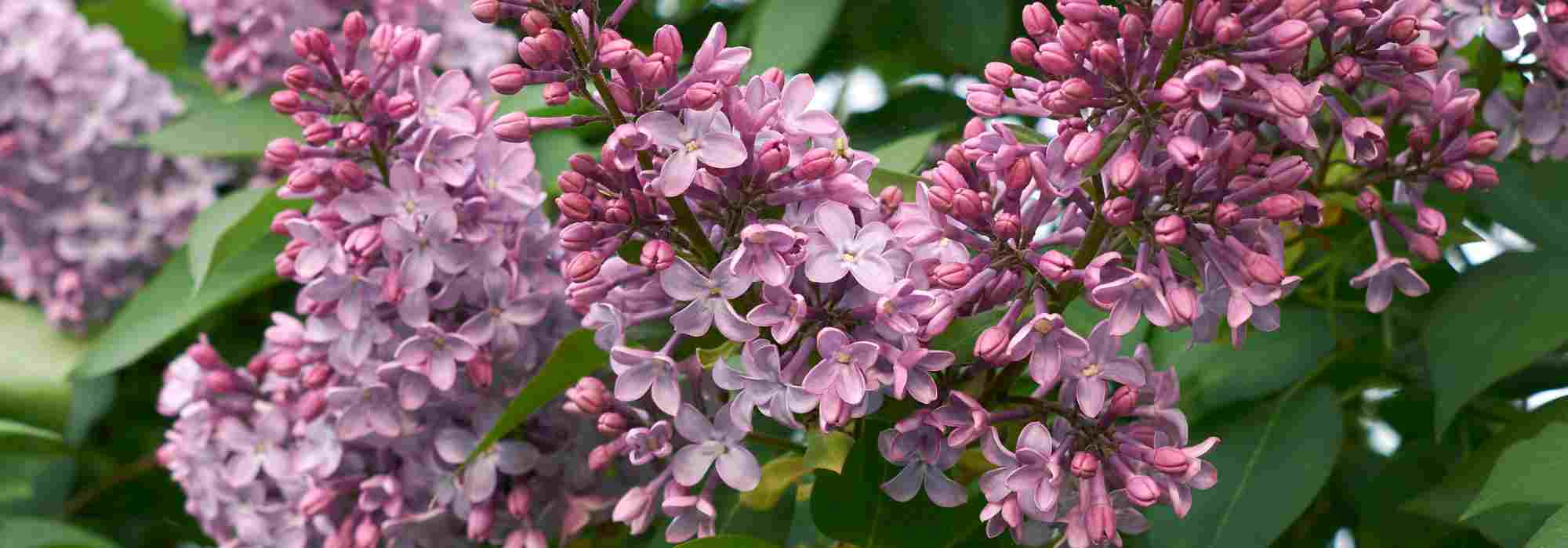 Flieder für den Garten: Kaufberatung