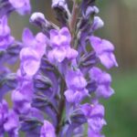 Leinkraut im Topf: elegante, aufrechte Feldblume