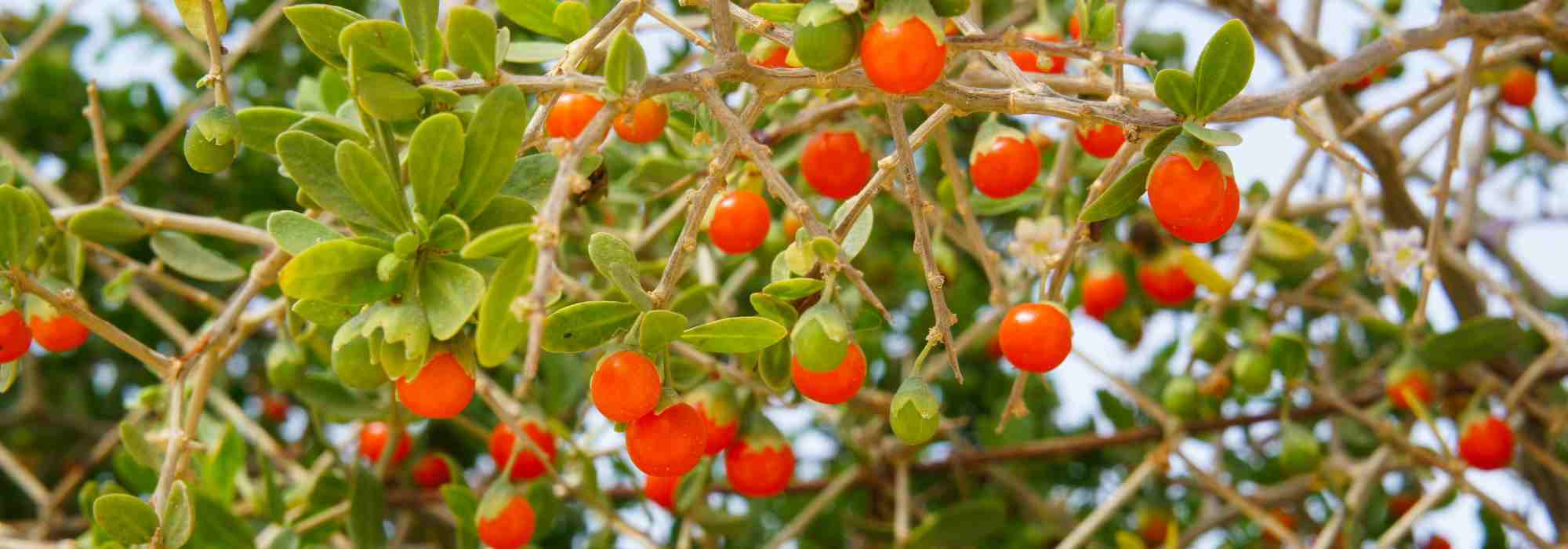 Lycium barbarum: Welche Sorte für leckere Bocksdornbeeren?