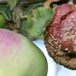 Krankheiten und Parasiten des Kultur-Apfels