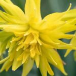 Gefüllte Narzissen: 9 Sorten für den Frühling