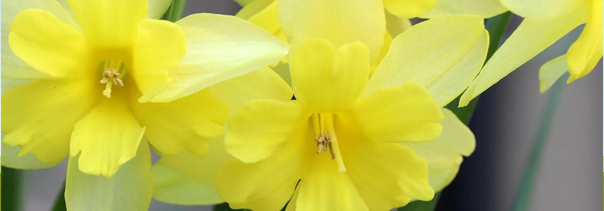 Beste Schmetterlings-Narzissen für den Garten