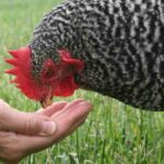 Gärtnern für Hühner: Futterpflanzen und Getreide