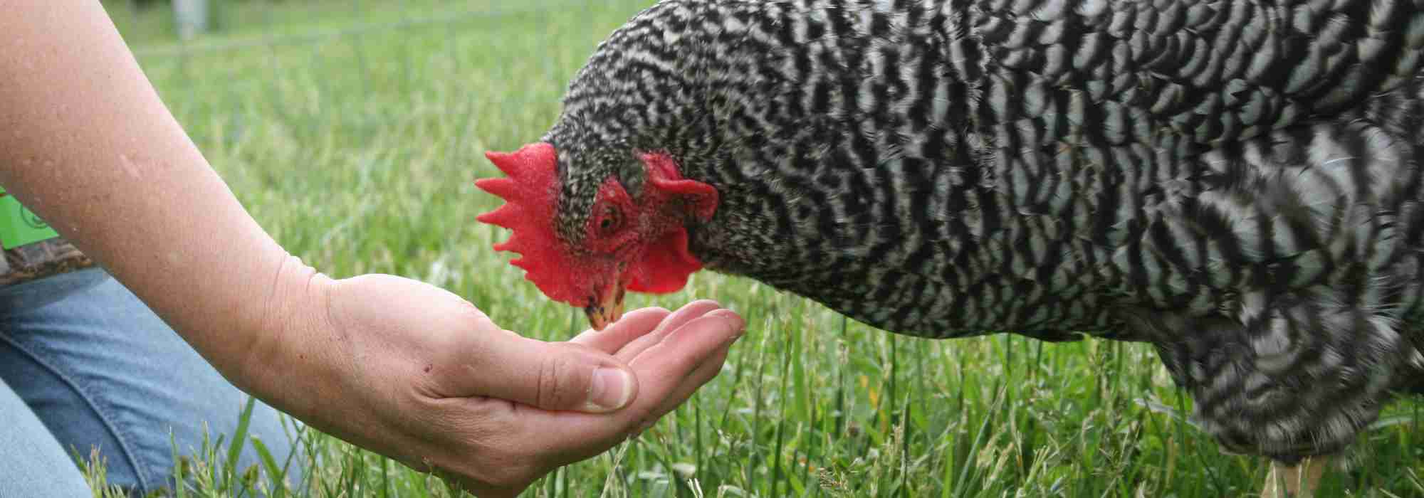 Gärtnern für Hühner: Futterpflanzen und Getreide