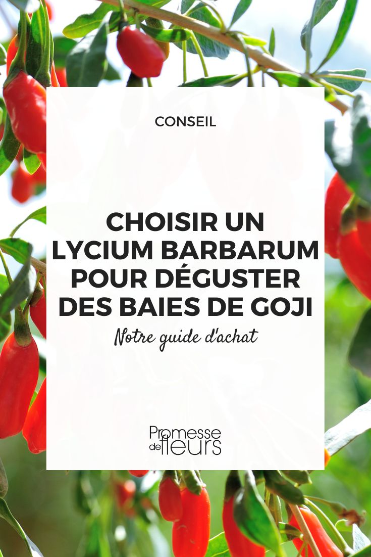 Goji-Beere