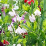 Gartenwicke erfolgreich anbauen: Aussaat und Pflege