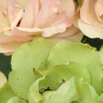 7 ungewöhnliche Rosen für einen originellen Garten