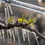 Eisheilige: Tradition und Wetterrealität