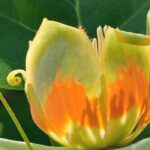 Krankheiten und Parasiten des Tulpenbaums