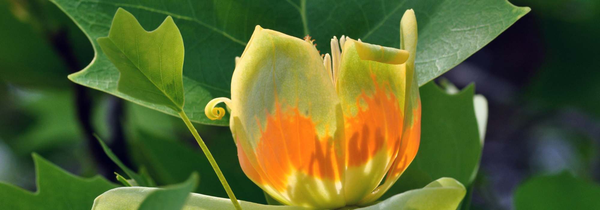 Krankheiten und Parasiten des Tulpenbaums