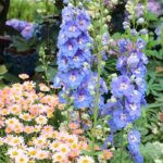 Kostenlose Stauden: Garten gratis verschönern