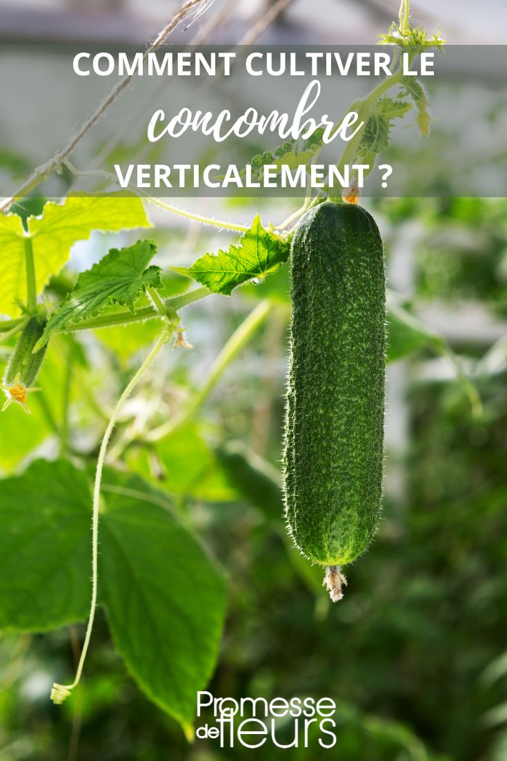 Gurken im Gemüsegarten: Wie kann man sie vertikal anbauen?