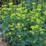 Weinrauten-Sud im Garten: Herstellung und Anwendung?