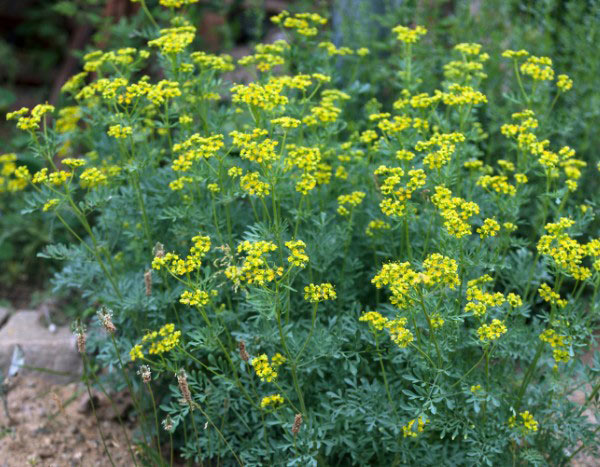Weinrauten-Sud im Garten: Herstellung und Anwendung?