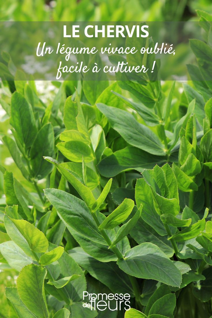 Hier die deutsche Übersetzung:

Sium sisarum (deutscher Name: Zuckerwurzel oder Skirre)
